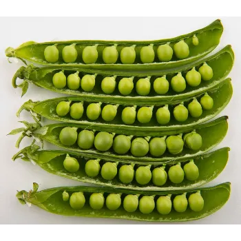 Green Peas  (36)-698369-16323.webp